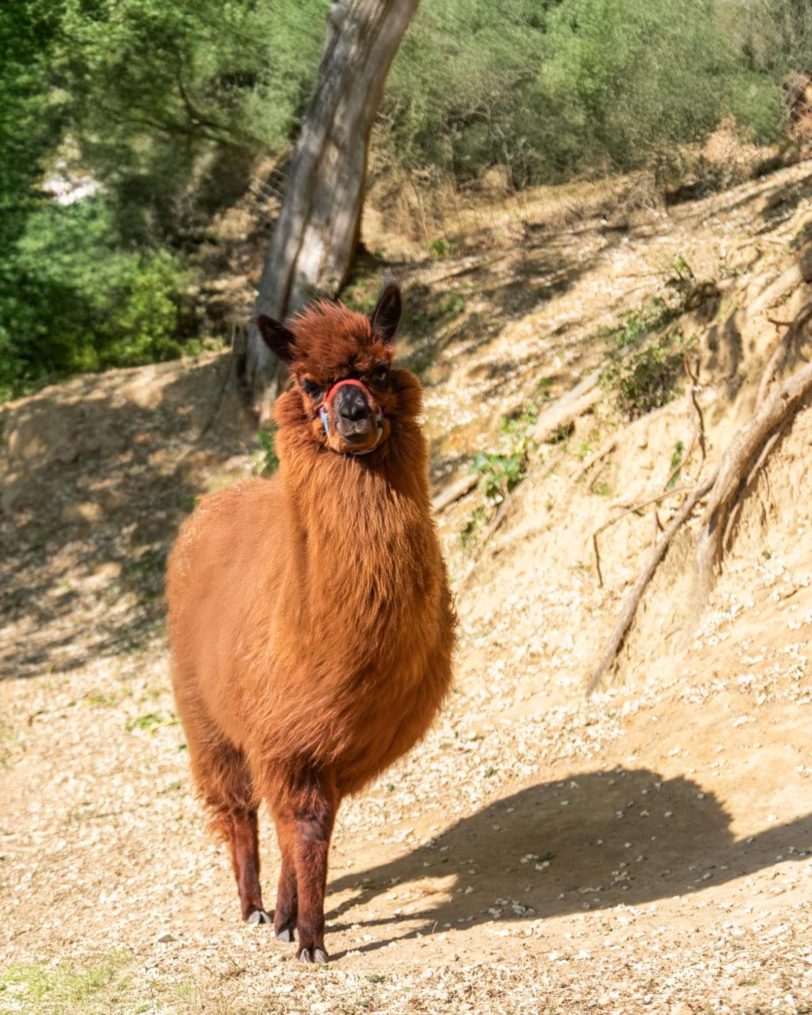 Alpaca Country House Pontedera Kültér fotó
