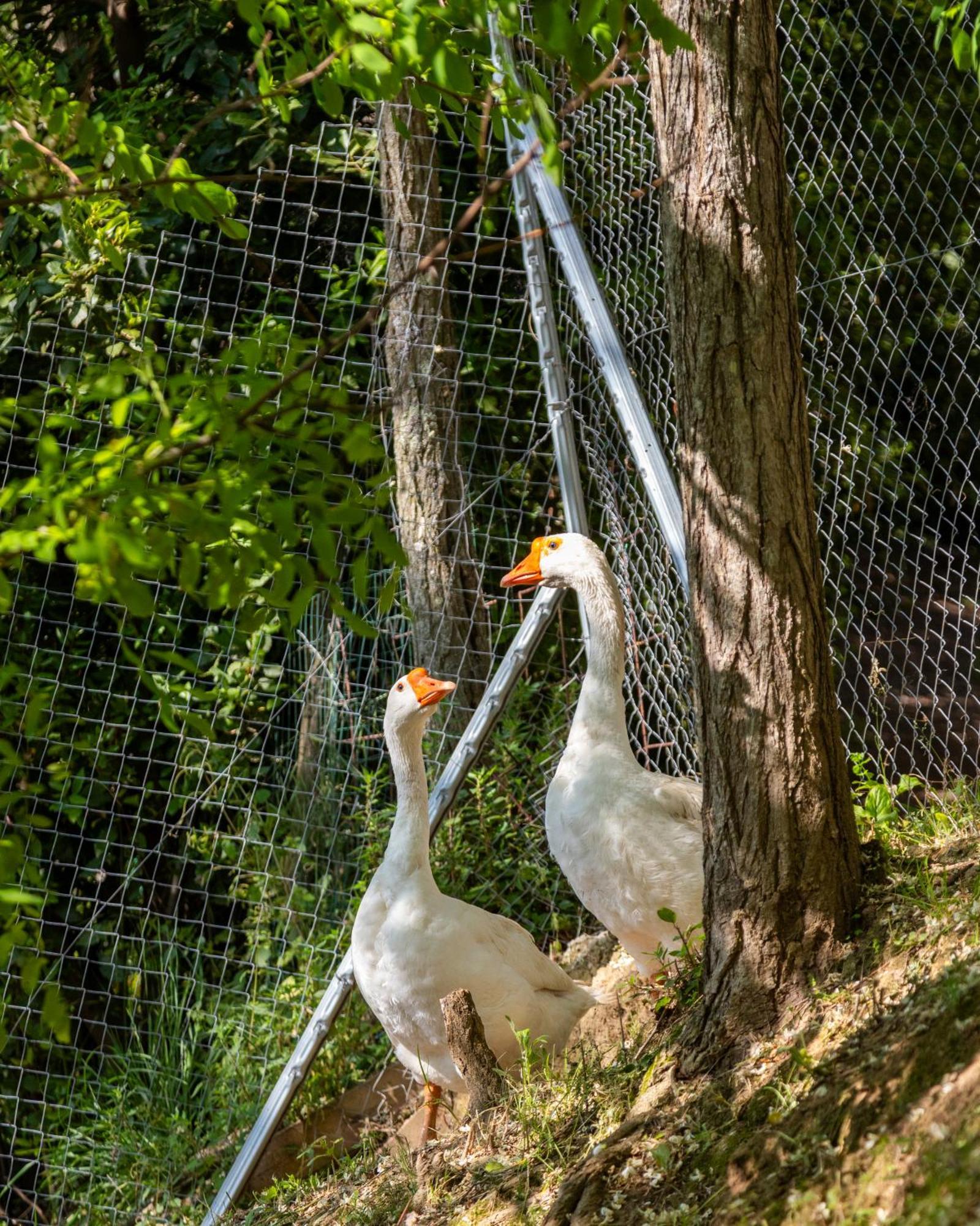 Alpaca Country House Pontedera Kültér fotó