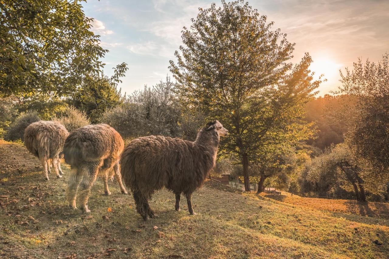 Alpaca Country House Pontedera Kültér fotó