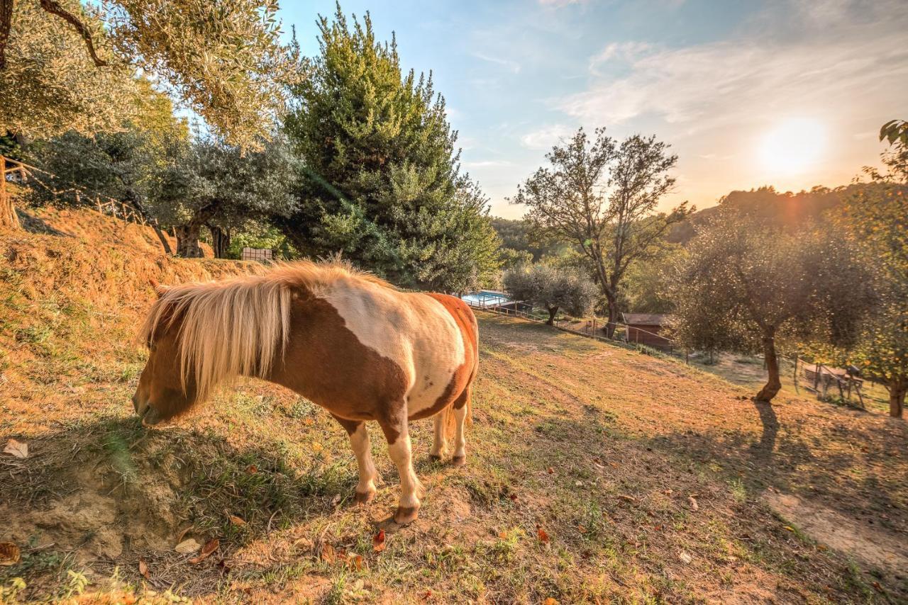 Alpaca Country House Pontedera Kültér fotó