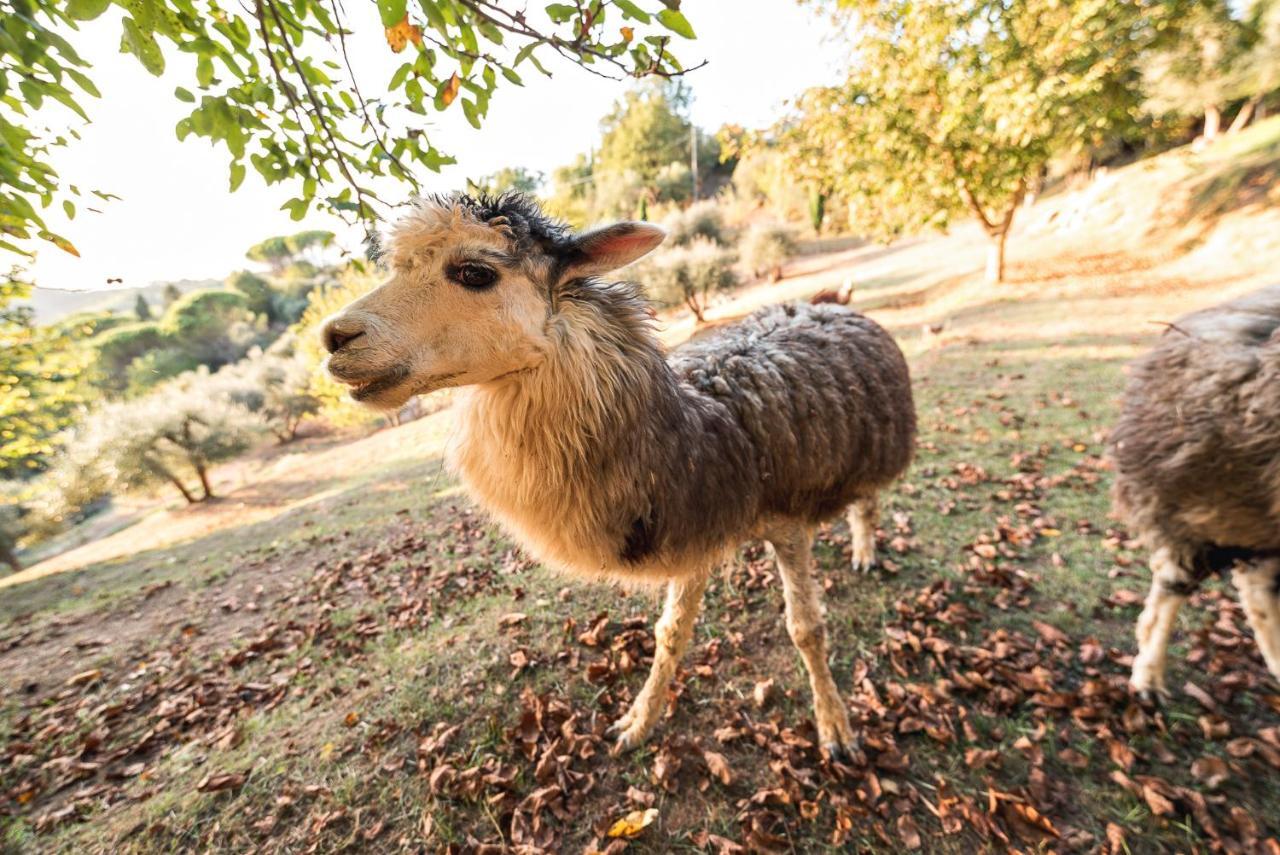 Alpaca Country House Pontedera Kültér fotó